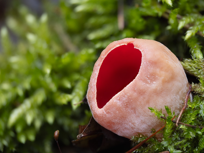 Sarcoscypha austriaca